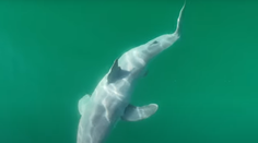 VIDEO: Vedci prvýkrát nakrútili mláďa jedného z najobávanejších žralokov. Prekvapilo ich, ako vyzerá