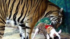 VIDEO: Thajská ZOO rozzúrila ochranárov zvierat. Do výbehu s tigrom vypustili malé prasiatka