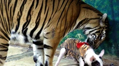 VIDEO: Thajská ZOO rozzúrila ochranárov zvierat. Do výbehu s tigrom vypustili malé prasiatka