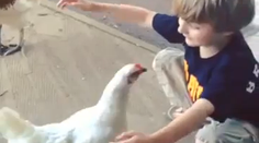 Krásne priateľstvo: Chlapca vrúcne privítala sliepka