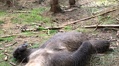 GALÉRIA+VIDEO: Muž, ktorý našiel zastreleného medveďa, prehovoril. Z čudného postupu neskrýva rozčarovanie