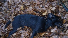 Za dobitie labradora zaplatila trom chlapcom päť eur