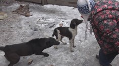 Svedkovia naďalej hovoria o krutom zaobchádzaní so psami v Michalovciach, aj zo strany detí