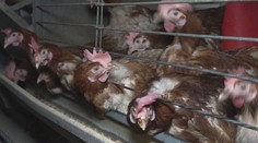 Vajcia najmä z dovozu, drahšie a s falošným označením. Hrozí nám to od januára, keďže hydinári nestihli zrušiť klietkový chov