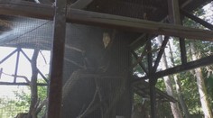 Videli ste už sprchovať sa výra? V bojnickej ZOO sa s horúčavami zvieratá vyrovnávajú rôzne