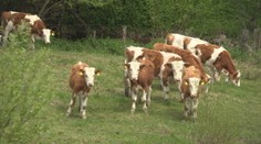 Susedský spor: Farmárove kravy vraj chodia po záhradách, smrdia a priťahujú muchy