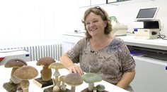 Mykologička: Divím sa, ako málo Slovákov umiera na otravu, keď vidím, ako hubári hazardujú