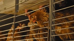 Obchody čoskoro skončia s predajom vajec z klietkového chovu. Mnohým slovenským hydinárom hrozí zánik