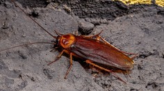 Turistický raj trápi invázia zmutovaných švábov. Môžu prenášať mnohé baktérie a patogény