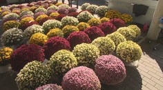 Dušičky sa blížia, na cintorínoch je však už rušno. Zisťovali sme, či medziročne zdraželi chryzantémy