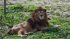 Lev počas kŕmenia zabil pracovníka v ZOO. Staral sa oňho takmer desať rokov