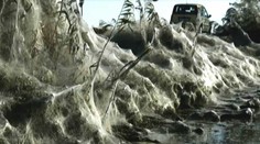 Scéna ako z hororového filmu: Grécke mesto zažíva inváziu pavúkov