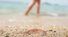 Medúzy zaplavili Stredozemné more. Dovolenkári nám prezradili svoje skúsenosti s nimi