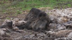Mali skončiť v kafilérii, namiesto toho kusy lesnej zveri porozhadzovali po lese