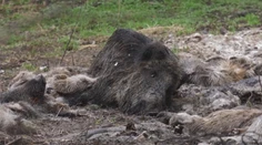 Mali skončiť v kafilérii, namiesto toho kusy lesnej zveri porozhadzovali po lese