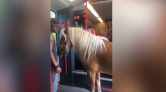 Cestujúci onemeli. Do vlaku nastúpil kovboj s koňom