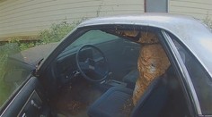 V aute sa namiesto vodiča usadili obrie sršne, vytvorili si honosné hniezdo