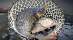 Za vianočného kapra zaplatíme tento rok viac. Môže za to počasie