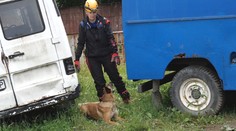 Nastupujú do akcie, keď ľudské sily nestačia. Záchranárske psy sa stretli v Martine, aby si zmerali schopnosti