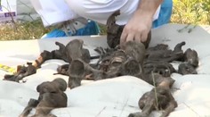 Záhadný kostrový nález v okolí Novej Bane. Polícia už vie, kto to bol