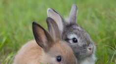 Poznáte úplatkársky slang? Zvieratá tam majú svoje miesto