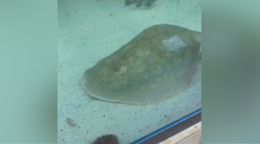 Svet rieši záhadu. Raja otehotnela v akváriu, v ktorom sa okrem nej nachádzalo päť mladých žralokov