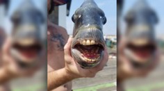 Rybár sa pochválil bizarným úlovkom. Ľudia ho mylne podozrievali, že ide o fotomontáž