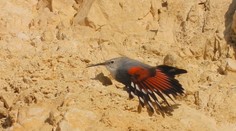 Vtákom roka sa stal murárik červenokrídly. Fascinuje svojím zafarbením aj schopnosťou prežiť v tiesňavách