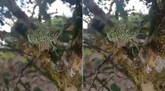 VIDEO: Internet polarizuje nezvyčajné čudo. Takúto hračku prírody ste ešte nevideli