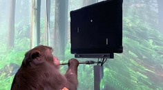 Muskov Neuralink ukázal pôsobivé video: Makak hrá ping pong iba pomocou myšlienok