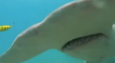 VIDEO: K ničnetušiacemu mužovi sa blížil žralok, v poslednej chvíli ho spozoroval na kamere