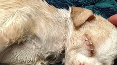 Video trpiaceho šteniatka láme srdce. Niekto ho vyhodil do koša