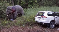 Slony rozmetali autá na šrot. Zabili šiestich ľudí