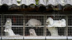 Ďalšia norková farma v ohrození. Prvé nakazené zvieratá hlásia v Litve