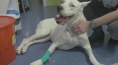 Darovanie krvi zachraňuje životy aj domácim miláčikom. Psí darcovia sú vzácnosť