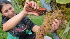 Poľnohospodárom vláda pridá milióny: Prilepšia si pracovníci ovocinárstva i živočíšnej výroby