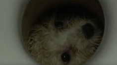 Dojímavá záchrana malého chlpáča. Uviazol v miniatúrnej diere záchodovej misy