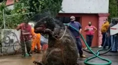 VIDEO: Pracovníci počas čistenia kanalizácií našli gigantického potkana. Ľuďom naháňal hrôzu
