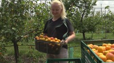 Ovocinári majú hlavu v smútku. Úroda marhúľ bude tento rok zlá, rušia aj samozber