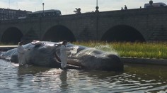 V centre mesta ležala veľryba. Ľudia ju polievali vodou