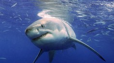 Profesionálneho surfistu pohryzol žralok, takúto reakciu ste ešte určite nevideli