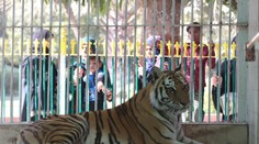 Z papule šelmy trčala topánka. Zoo v Pakistane zavreli po náleze roztrhaného tela v tigrom výbehu