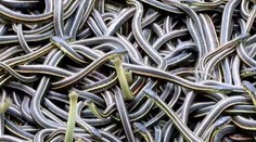 Oblasť na severe Kanady sa pýši najväčším počtom hadov