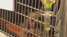 Jesenná invázia. Na neželaného parazita by si mali dávať pozor najmä majitelia psov