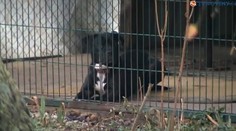 Tento pes zabil 95-ročnú babičku. Čo s ním urobia majitelia?