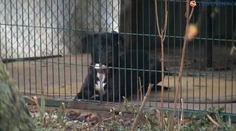 Tento pes zabil 95-ročnú babičku. Čo s ním urobia majitelia?