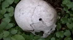 Otrasný nález pri Kremnici. Žena našla iba pár metrov od cesty ľudskú lebku