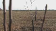 Nitra vo veľkom vysádzala ovocné stromy. Radnica však na ne akosi zabudla a väčšina uhynula