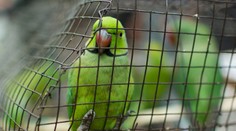 Policajti zadržali papagája z drogového brlohu: Vták sa zaťal a odmieta spolupracovať