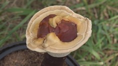 Na Slovensku sa vyskytujú nové druhy húb, medzi nimi jedovatá bedľa